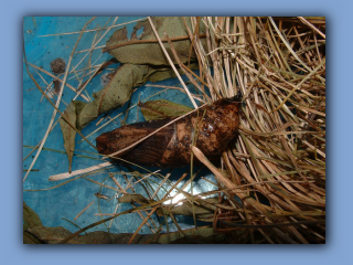 Elephant Hawk Moth. In September 2004 2.jpg